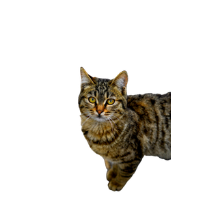 A Brown Tabby Cat With Bright Eyes Stands On An Autumn Pathway, Surrounded By Fallen Leaves. 14676 - Cat PNG image with transparent background